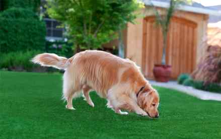 Artificial grass and pets