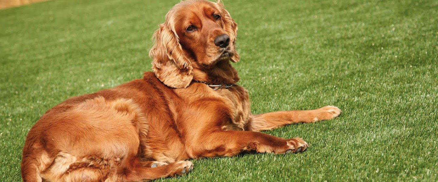 Is Artificial Grass Dog Friendly