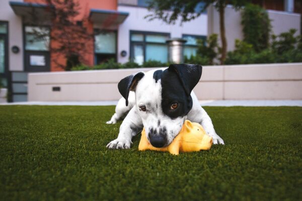 Dog-Playing-on-Artificial-Turf