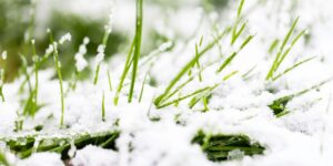 install artificial grass in the winter